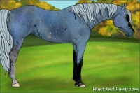 Horse Color:ERROR: UNKNOWN ANOMALY