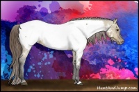 Horse Color:Buckskin Roan Dun Appaloosa