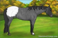Horse Color:Blue Roan Snowcap 