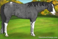 Horse Color:Blue Roan Splash Appaloosa