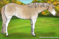 Horse Color:White Spotted Palomino 