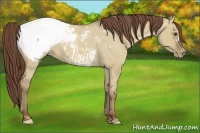 Horse Color:Classic Champagne Dun Snowcap 