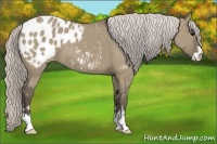Horse Color:Silver Grullo Sabino Appaloosa 