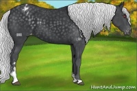 Horse Color:Silver Black Chinchilla Sabino Appaloosa