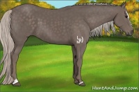 Horse Color:Silver Black Sabino 