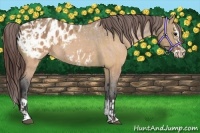 Horse Color:Brown Dun Appaloosa and Brown Dun Splash Appaloosa