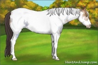 Horse Color:Amber Champagne Tobiano Frame 