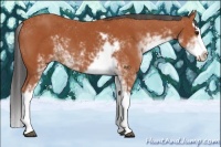 Horse Color:Bay Sabino Splash