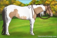 Horse Color:Sable Champagne Tobiano Rabicano