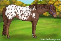 Horse Color:Chestnut Appaloosa 