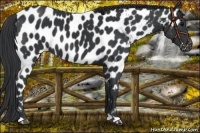 Horse Color:Black Near Leopard 
