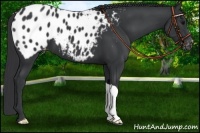 Horse Color:Black Appaloosa 