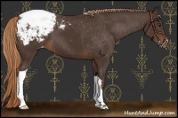 Horse Color:Liver Chestnut Appaloosa 