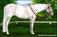 Horse Color:White Spotted Chocolate Palomino Pearl Varnish 