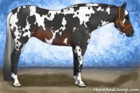 Horse Color:White Spotted Brown 