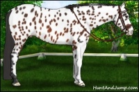 Horse Color:Bay Near Leopard 