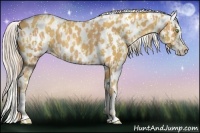 Horse Color:Gold Cream Champagne Appaloosa  and Gold Cream Champagne Splash Appaloosa 