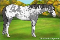 Horse Color:Smoky Blue Ice Roan Splash Frame Appaloosa 
