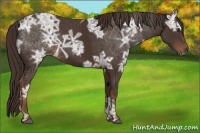 Horse Color:Liver Chestnut Ice
