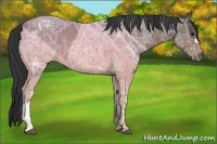Horse Color:Bay Ice