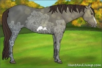 Horse Color:Liver Chestnut Ice Frame 