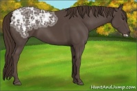 Horse Color:Liver Chestnut Ice Frame