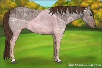 Horse Color:Liver Chestnut Ice 