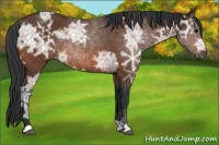 Horse Color:Bay Ice 