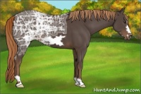 Horse Color:Liver Chestnut Ice Frame 