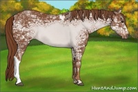 Horse Color:Chestnut Ice 