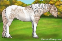 Horse Color:Palomino Ice Tobiano 