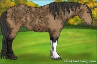 Horse Color:Buckskin Ice 