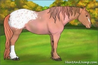 Horse Color:Chestnut Appaloosa