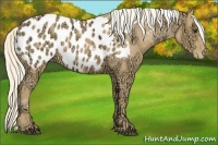 Horse Color:Palomino Ice Appaloosa 