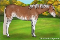 Horse Color:White Spotted Silver Bay 