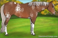 Horse Color:White Spotted Silver Bay Tobiano