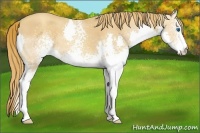 Horse Color:White Spotted Gold Champagne Splash