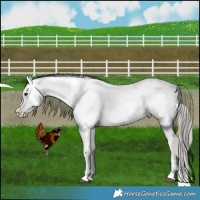 Horse Color:Liver Red Dun Mushroom Snowflake Varnish 