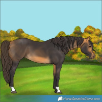 Horse Color:Buckskin 