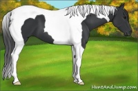 Horse Color:Black Tobiano 