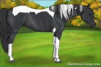 Horse Color:Black Tobiano Rabicano 