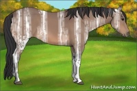 Horse Color:White Spotted Bay Ice 