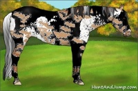 Horse Color:White Spotted Bay Dun Splash Tobiano 