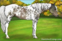 Horse Color:White Spotted Liver Chestnut Tobiano 