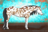 Horse Color:Brown Dun Sabino Leopard 
