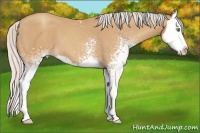 Horse Color:White Spotted Silver Sable Champagne Sabino Splash 