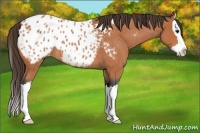 Horse Color:Bay Roan Splash Appaloosa