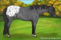 Horse Color:Blue Roan Appaloosa 