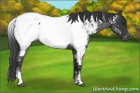 Horse Color:White Spotted Blue Roan Near Fewspot 