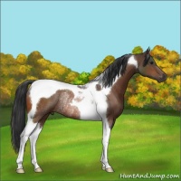 Horse Color:Bay Tobiano Rabicano